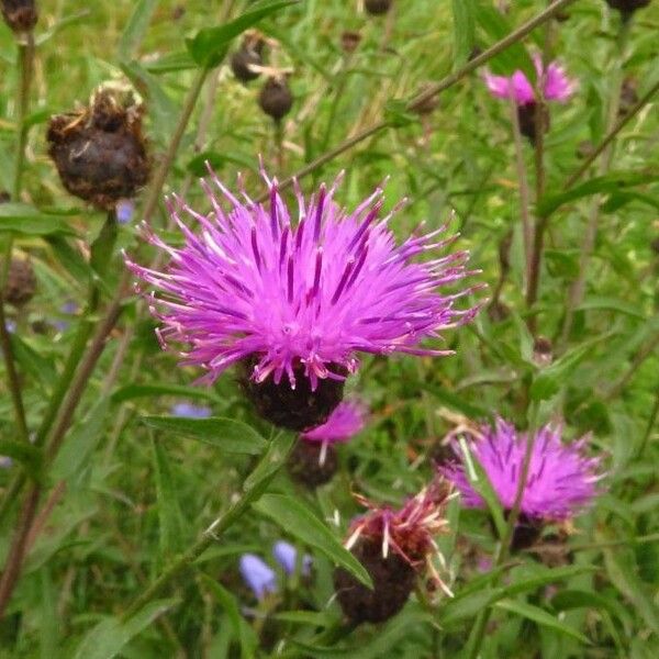 Centaurea nigra 花