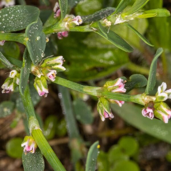 Polygonum arenastrum 花