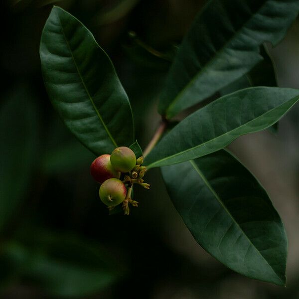 Ixora javanica Vili