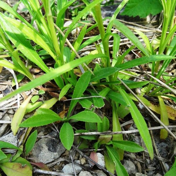 Campanula persicifolia 葉