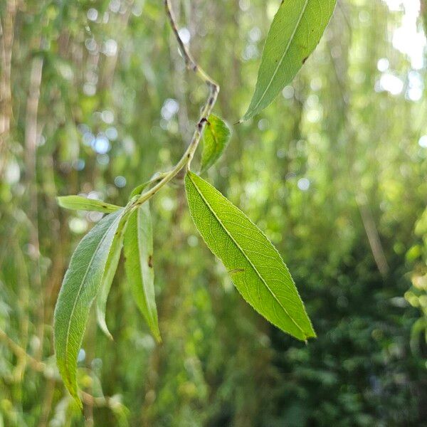 Salix × pendulina Leaf