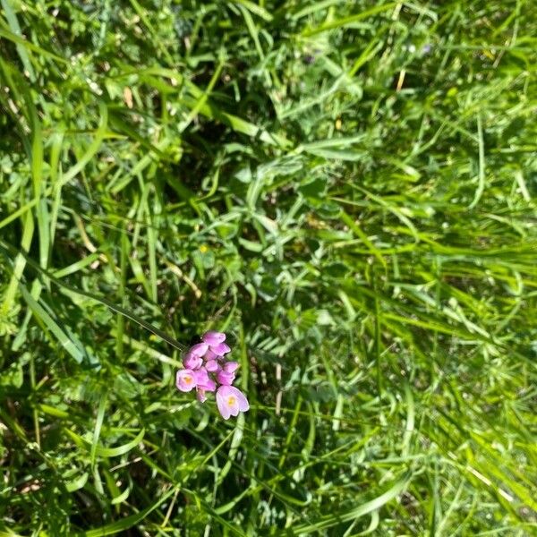 Cardamine crassifolia Flower