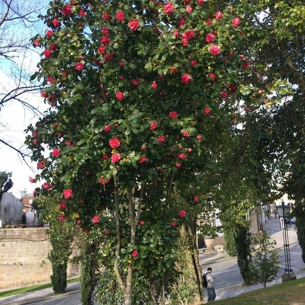 Camellia japonica Plante entière