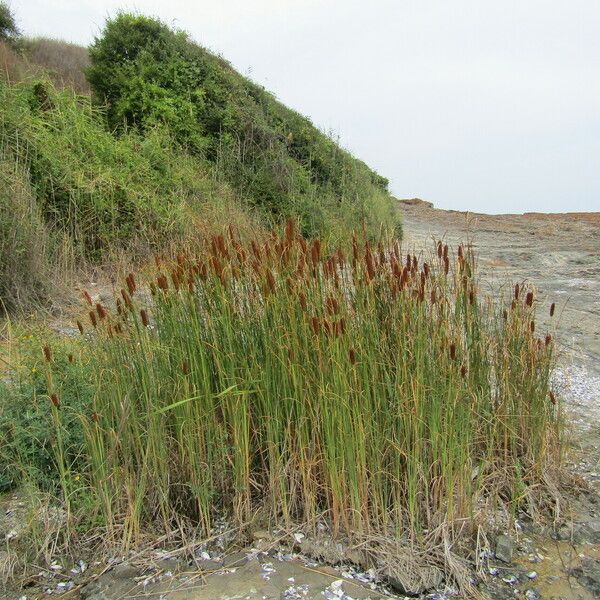 Typha laxmannii Yeri