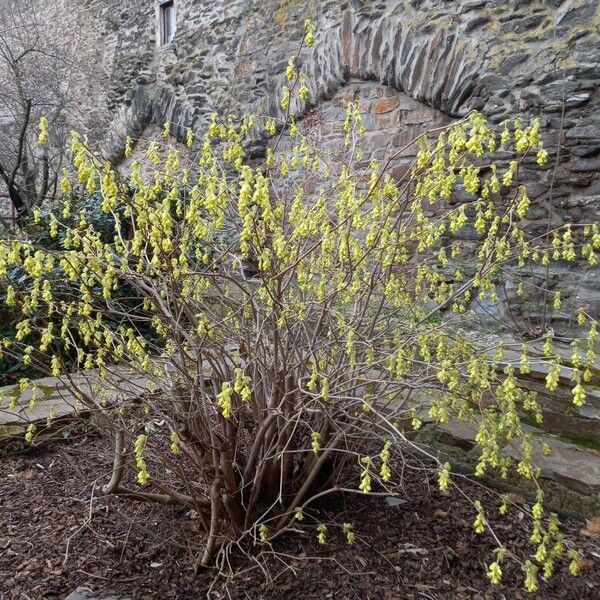 Corylopsis spicata Vekstform