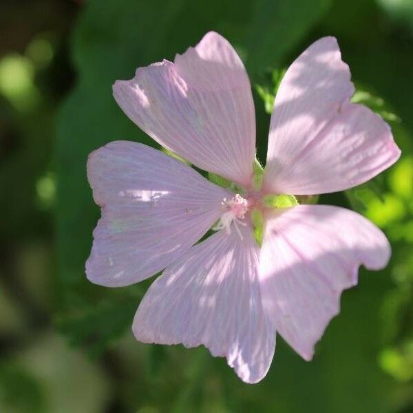 Malva alcea Kwiat