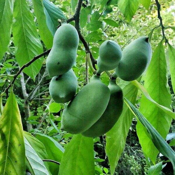 Asimina triloba Habitus