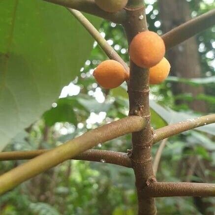 Ficus fulva Fruitua