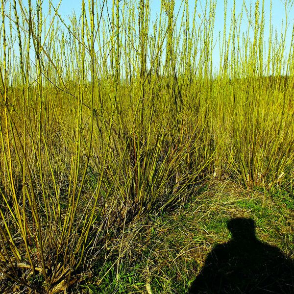 Salix viminalis 整株植物