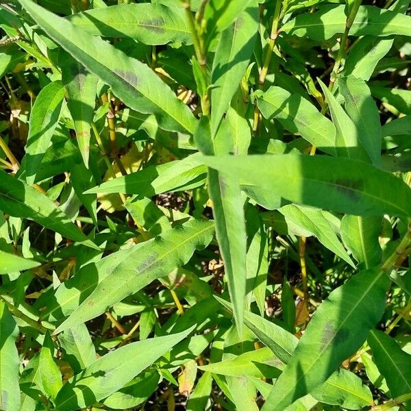 Persicaria maculosa Folio