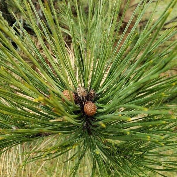 Pinus nigra ᱥᱟᱠᱟᱢ