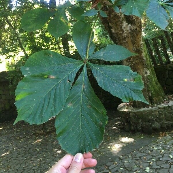 Aesculus hippocastanum Lapas