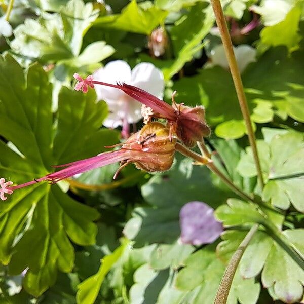 Geranium macrorrhizum 果