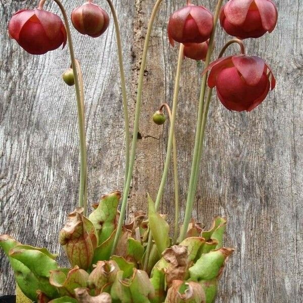 Sarracenia purpurea Λουλούδι