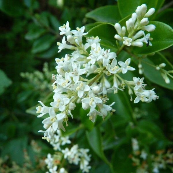 Ligustrum robustum फूल