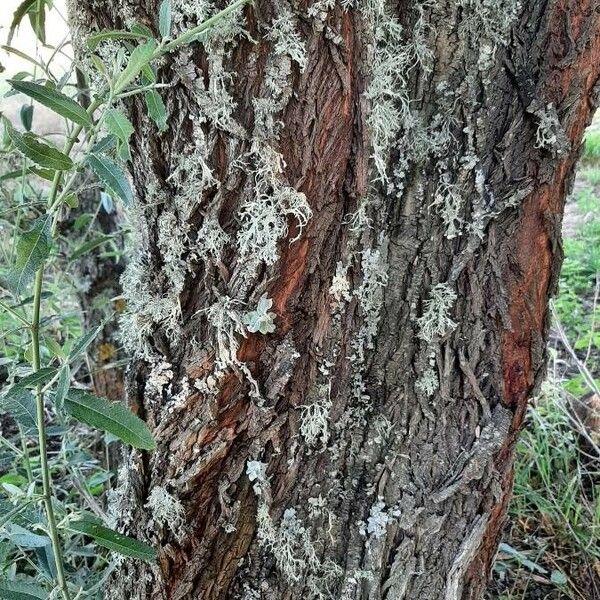 Salix cinerea Bark