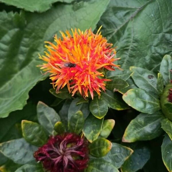 Carthamus tinctorius Flower