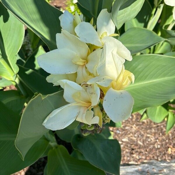 Canna glauca Floare