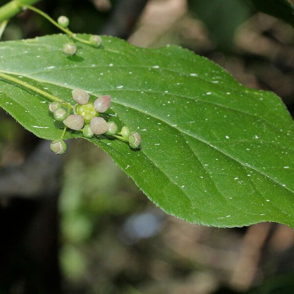 Euonymus latifolius ഇല