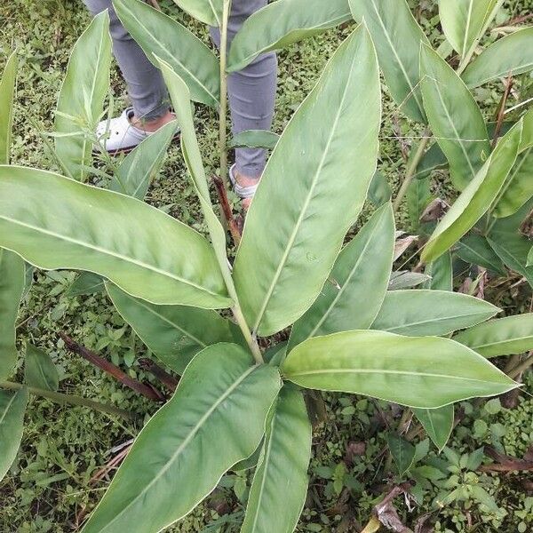 Alpinia galanga ᱥᱟᱠᱟᱢ