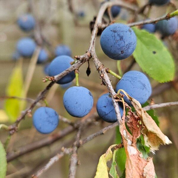 Prunus × fruticans Fruit