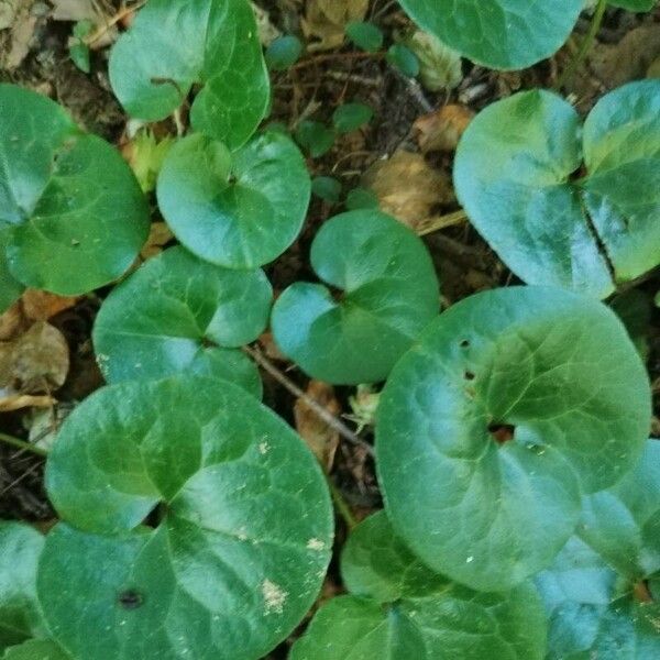 Asarum europaeum Hàbitat