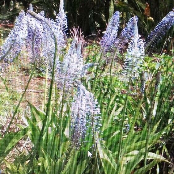 Scilla hyacinthoides Flors