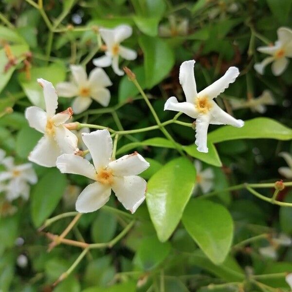 Trachelospermum asiaticum Blomst