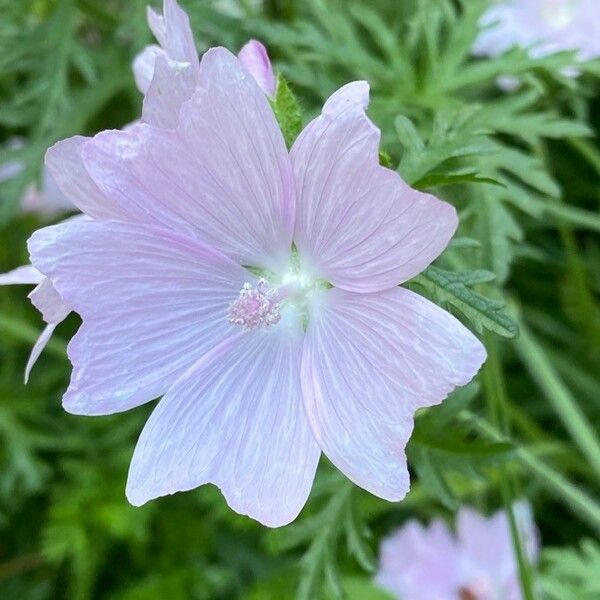 Malva alcea Floro