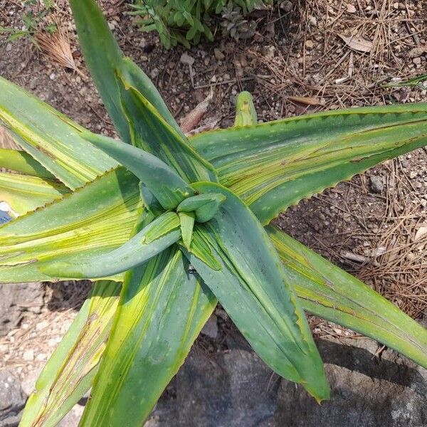 Aloe striata Leaf