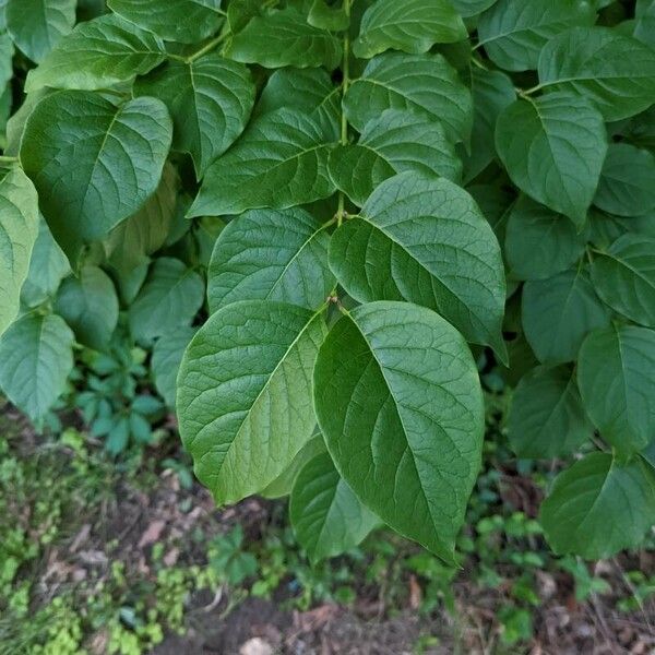 Syringa josikaea Lehti