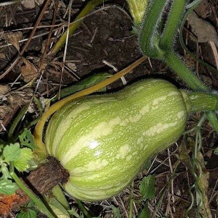 Cucurbita pepo 果實