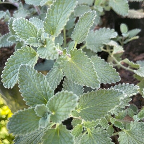 Nepeta cataria 叶