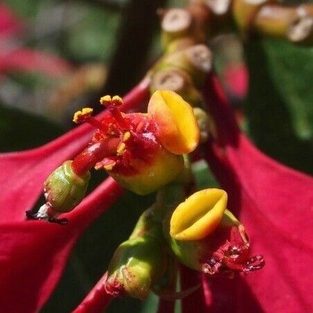 Observation: Euphorbia pulcherrima Willd. ex Klotzsch (Francois Mansour ...