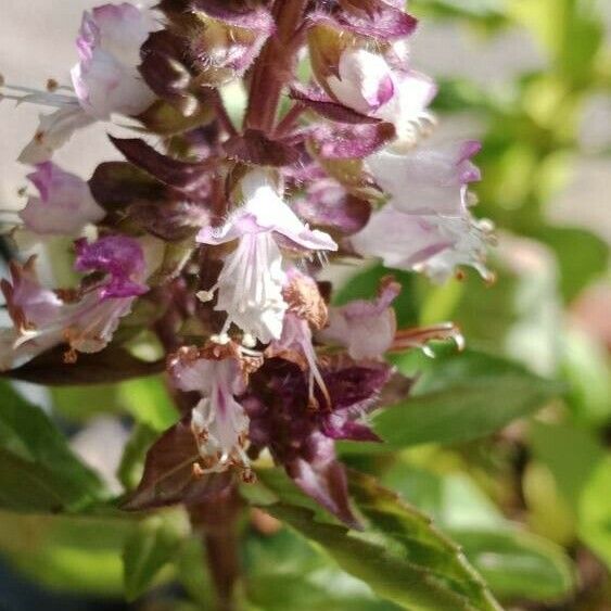 Ocimum basilicum Flower