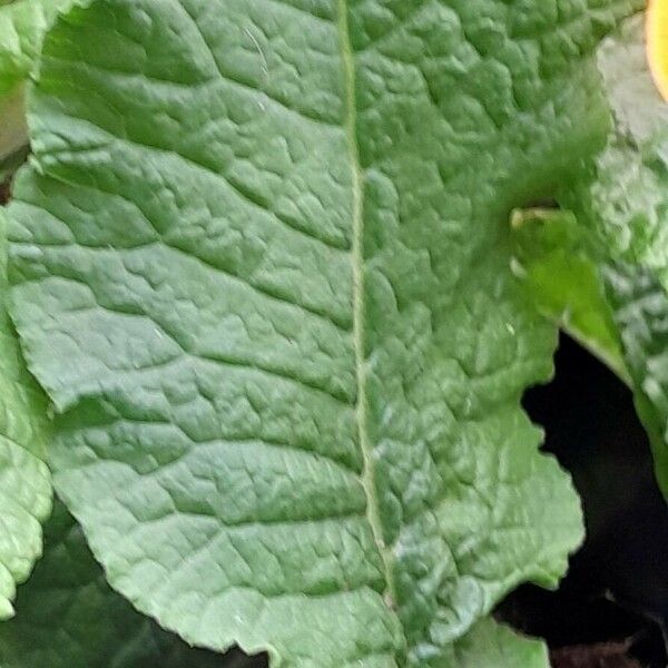 Primula × polyantha Leaf