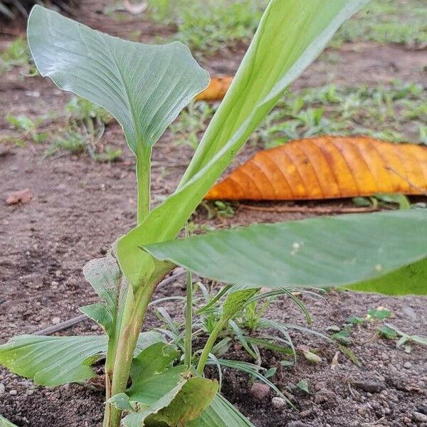 Curcuma longa Žievė