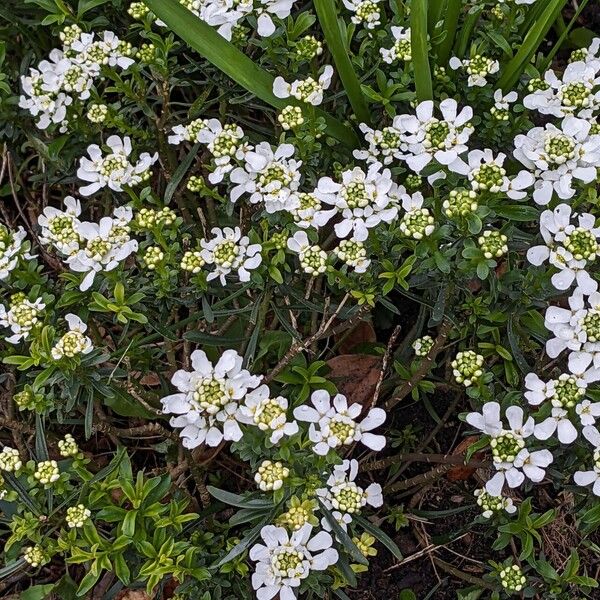 Iberis sempervirens Alkat (teljes növény)