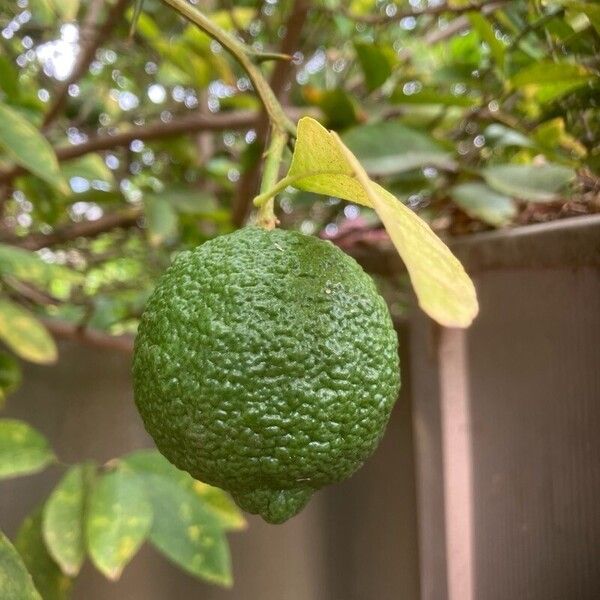 Citrus medica Fruit