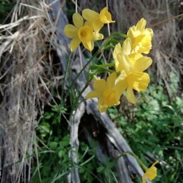 Narcissus jonquilla Floare