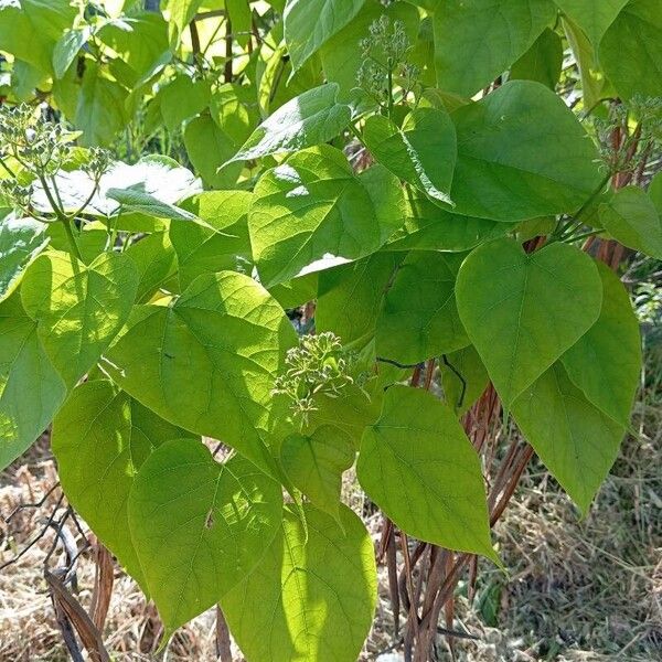 Catalpa speciosa Blatt