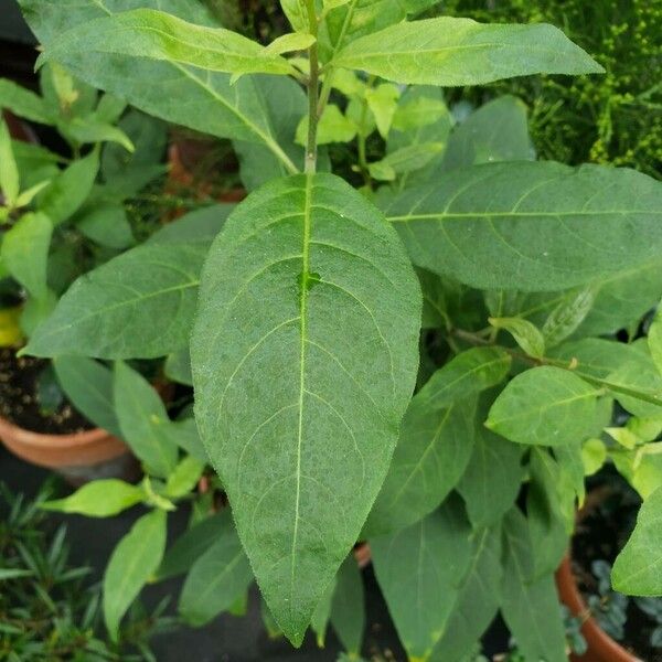 Cestrum elegans Folla