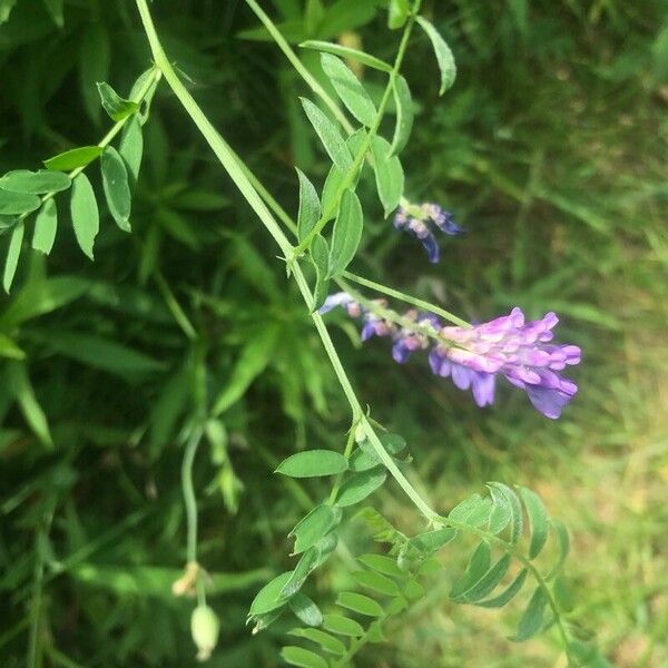 Vicia americana Hostoa