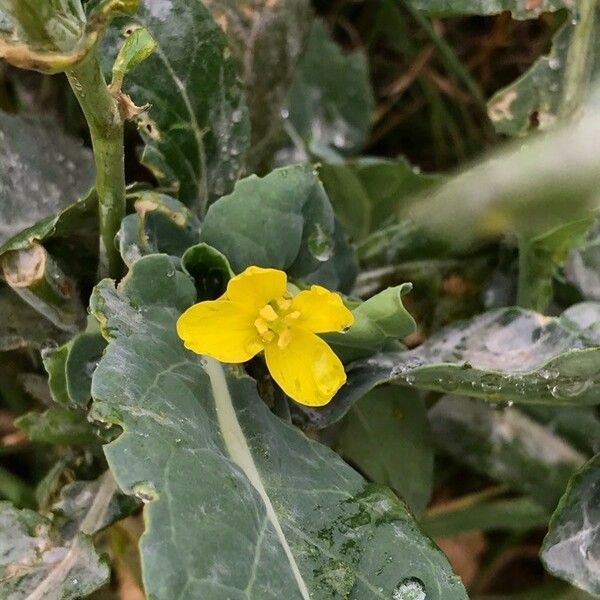 Brassica napus Cvet