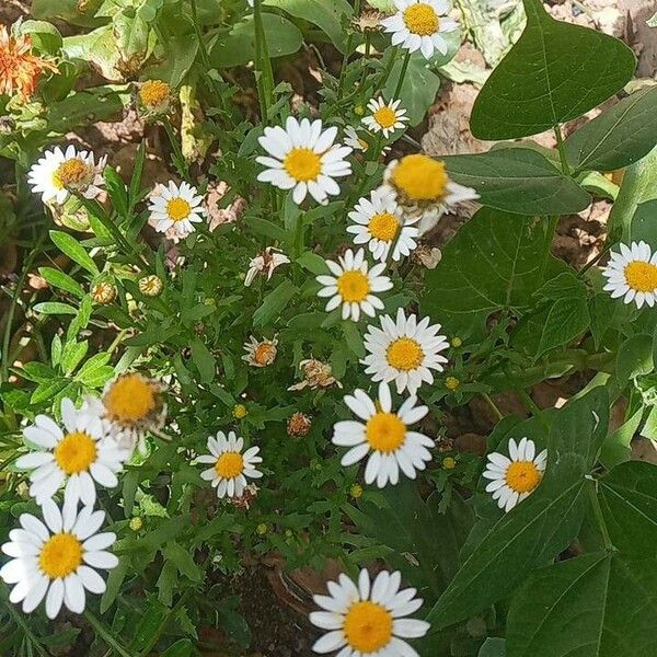 Anthemis arvensis Blüte