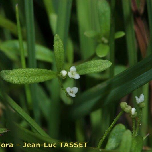 Galium trifidum Квітка