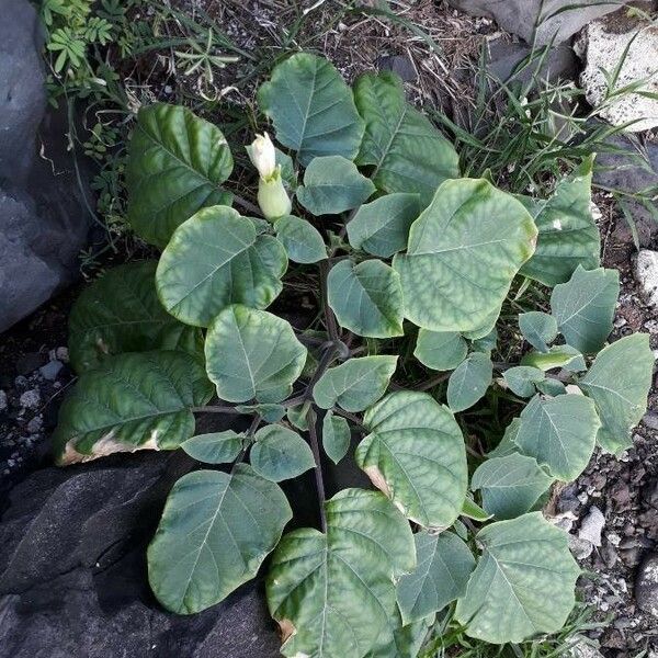 Datura inoxia পাতা