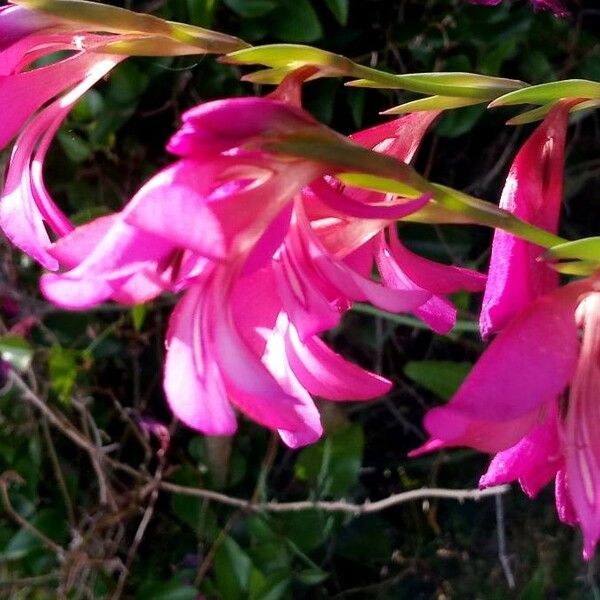 Gladiolus italicus Cvet