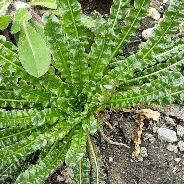 Reseda luteola Lehti