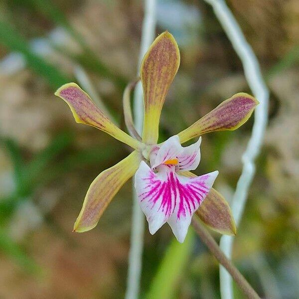 Encyclia tampensis Flor